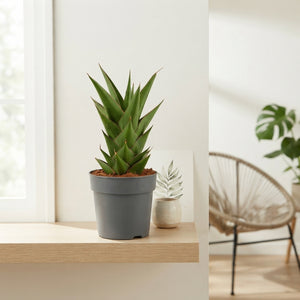 Mixed Sansevieria Houseplant – 12cm Pot, 25cm High