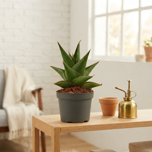 Mixed Sansevieria Houseplant – 9cm Pot
