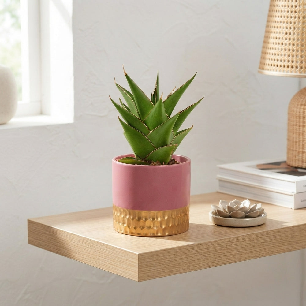 Sansevieria ‘Crown Gem’ Mixed Ceramic – 9cm Pot