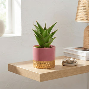 Sansevieria ‘Crown Gem’ Mixed Ceramic – 9cm Pot
