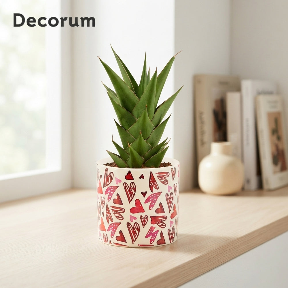 Sansevieria ‘Crown’ Mixed – Liam Ceramic Pot, 12cm