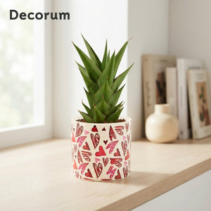 Sansevieria ‘Crown’ Mixed – Liam Ceramic Pot, 12cm