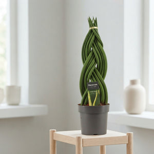 Braided Cylindrical Snake Plant (Sansevieria cylindrica) – 14cm Pot