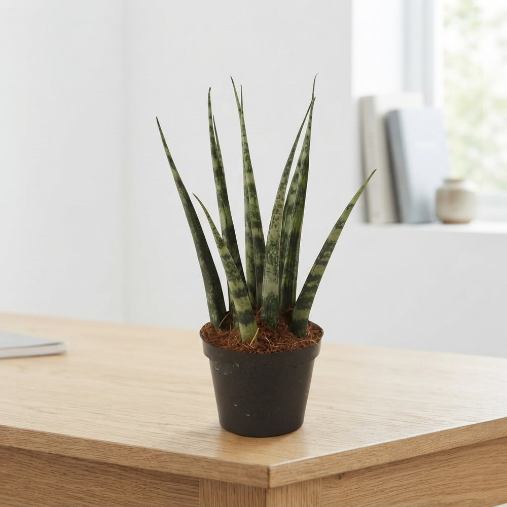 Fernwood Snake Plant (Sansevieria) – 6cm Pot