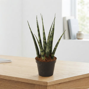 Fernwood Snake Plant (Sansevieria) – 6cm Pot