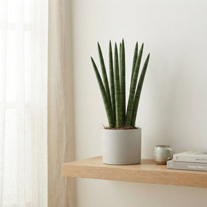 Cylindrical Snake Plant (Sansevieria cylindrica) – 6cm Pot