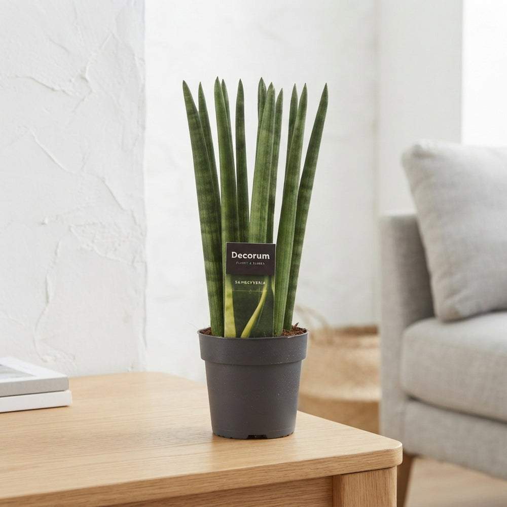 Sansevieria cylindrica Mixed Green Houseplant – 12cm Pot
