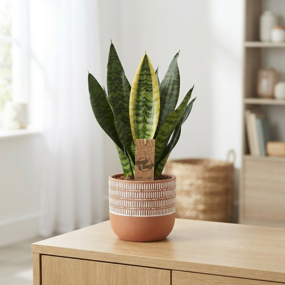 Snake Plant (Sansevieria trifasciata) – 14cm Pot