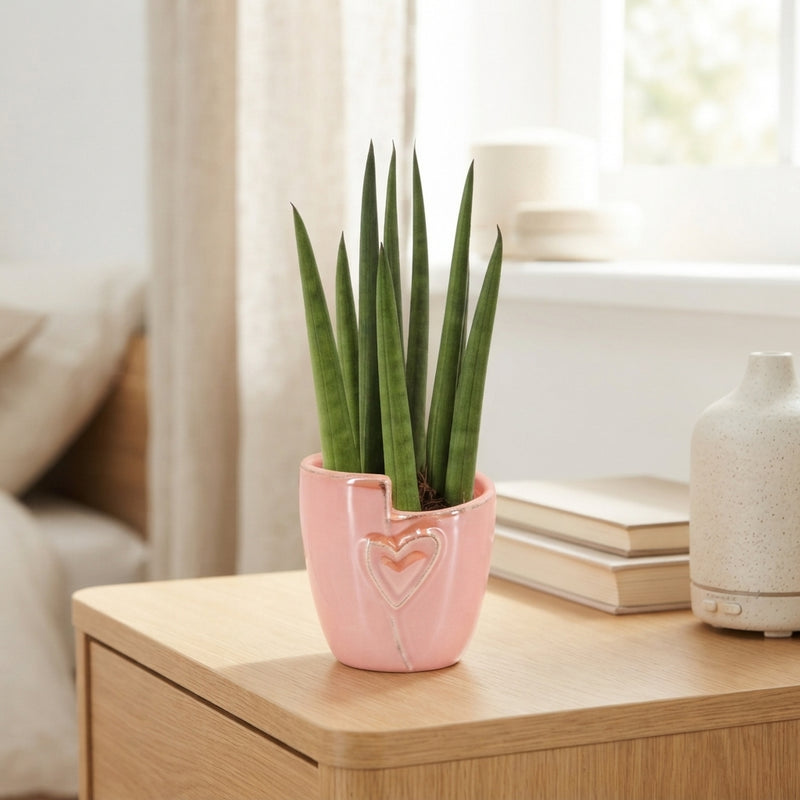Sansevieria cylindrica – 6cm Pot, 16cm High