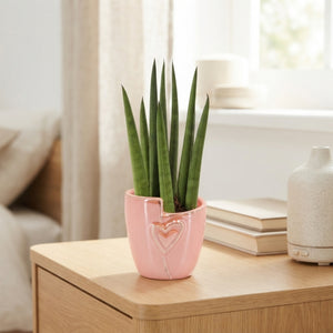 Sansevieria cylindrica – 6cm Pot, 16cm High