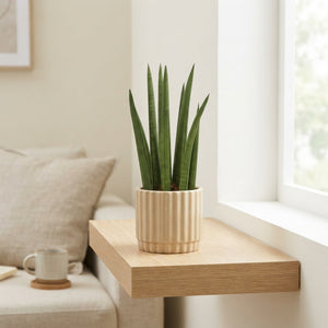 Cylindrical Snake Plant (Sansevieria cylindrica) – 9cm Pot