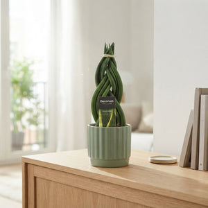 Cylindrical Snake Plant (Sansevieria cylindrica) – 12cm Pot