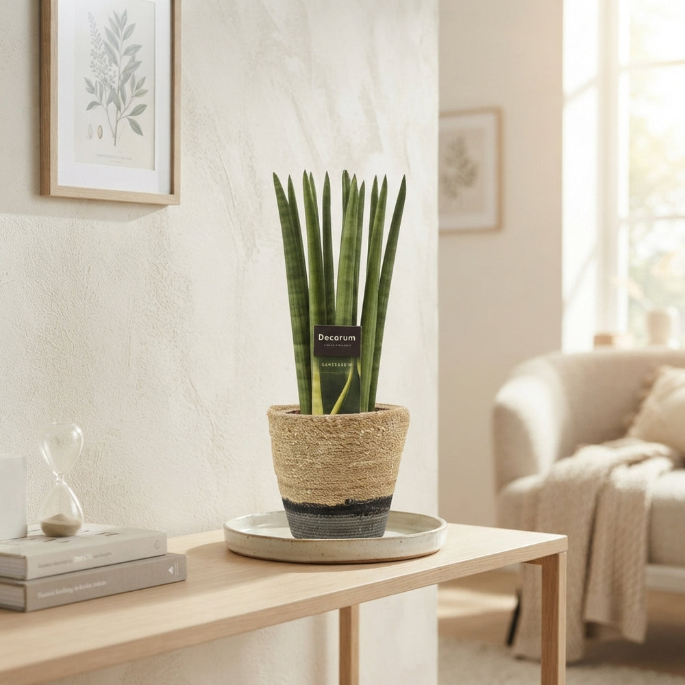 Sansevieria cylindrica Mixed Plant – 12cm Pot, 35cm High