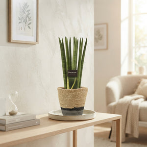 Sansevieria cylindrica Mixed Plant – 12cm Pot, 35cm High