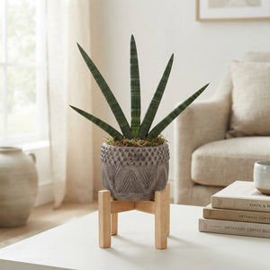 Cylindrical Snake Plant (Sansevieria cylindrica) – 16cm Pot