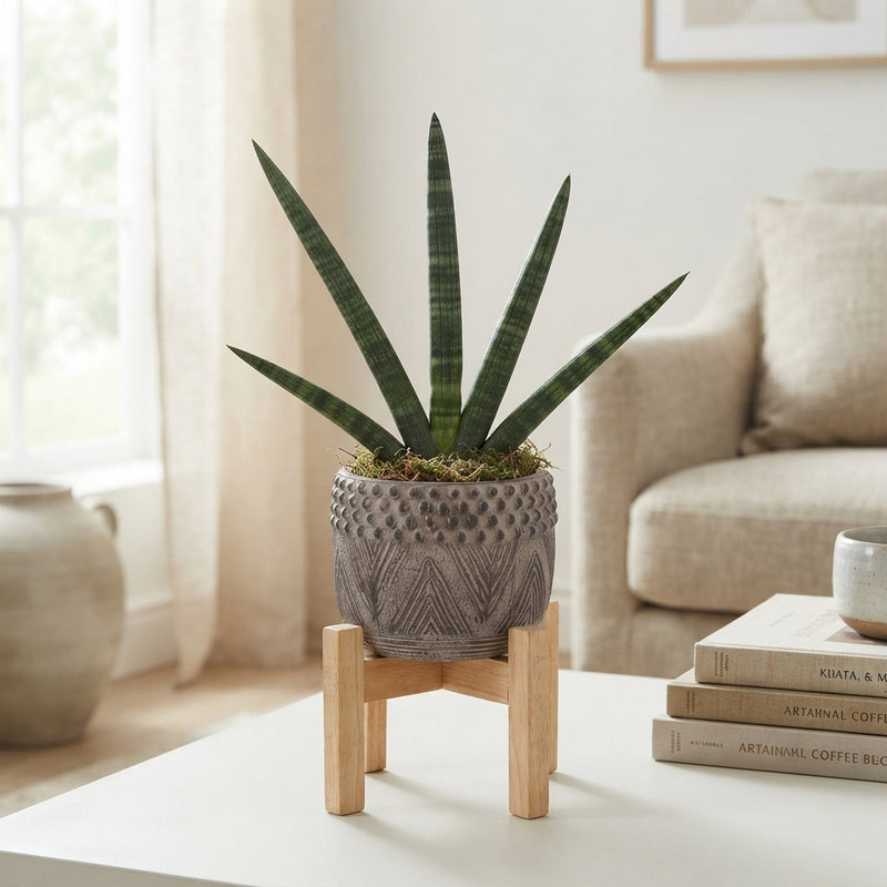 Cylindrical Snake Plant (Sansevieria cylindrica) – 16cm Pot