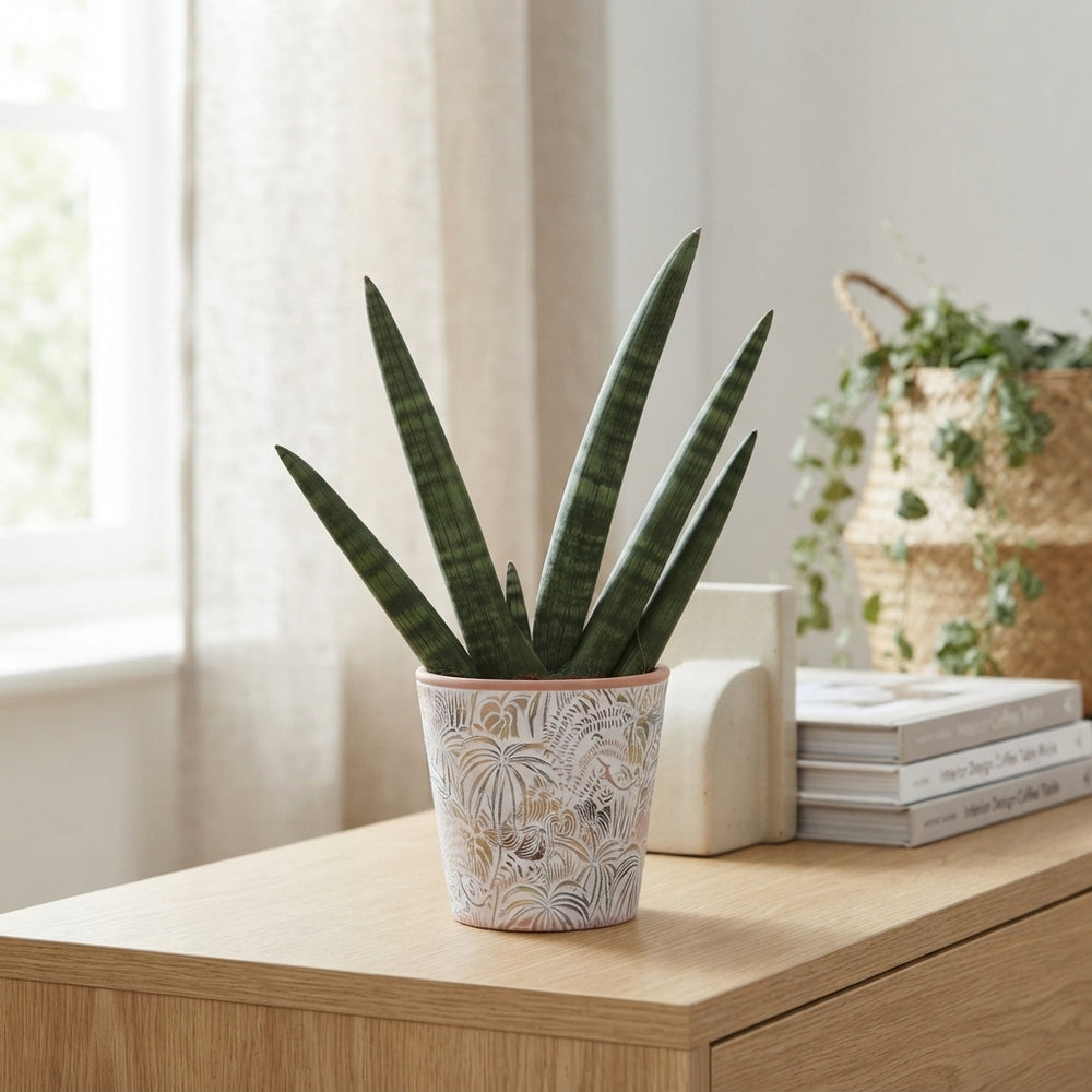 Cylindrical Snake Plant (Sansevieria cylindrica) – 14cm Pot