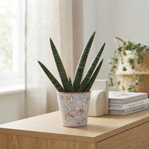 Cylindrical Snake Plant (Sansevieria cylindrica) – 14cm Pot