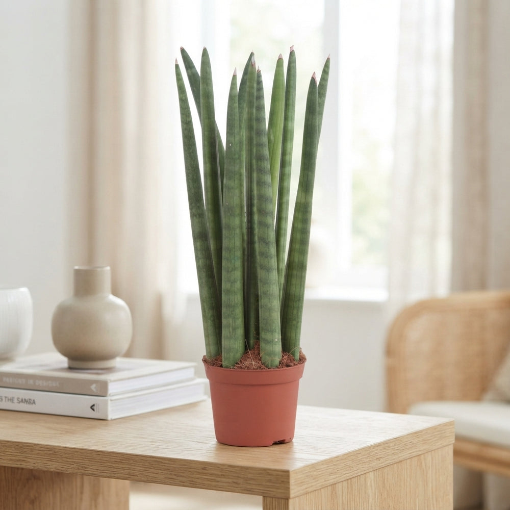 Cylindrical Snake Plant (Sansevieria cylindrica) – 8.5cm Pot