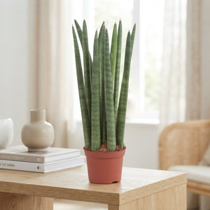 Cylindrical Snake Plant (Sansevieria cylindrica) – 8.5cm Pot