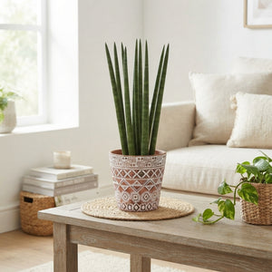 Cylindrical Snake Plant (Sansevieria cylindrica) – 14cm Pot