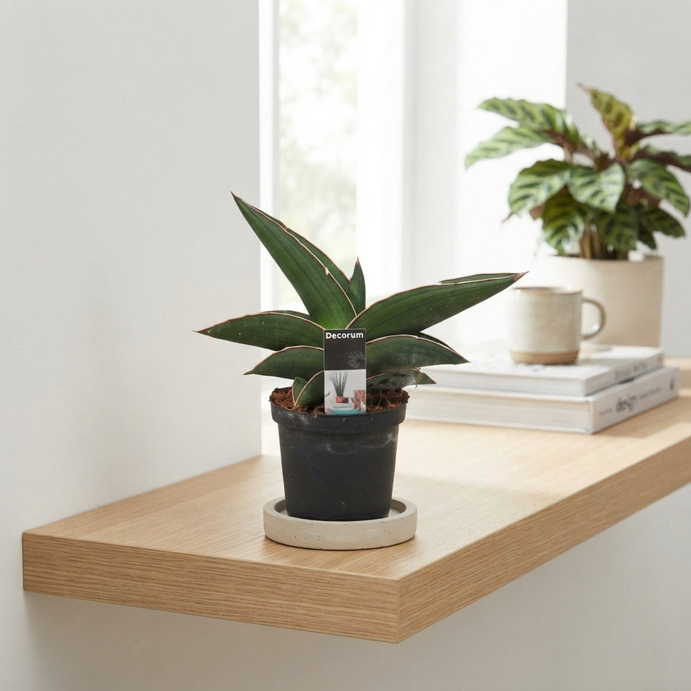 Samurai Snake Plant (Sansevieria) – 9cm Pot