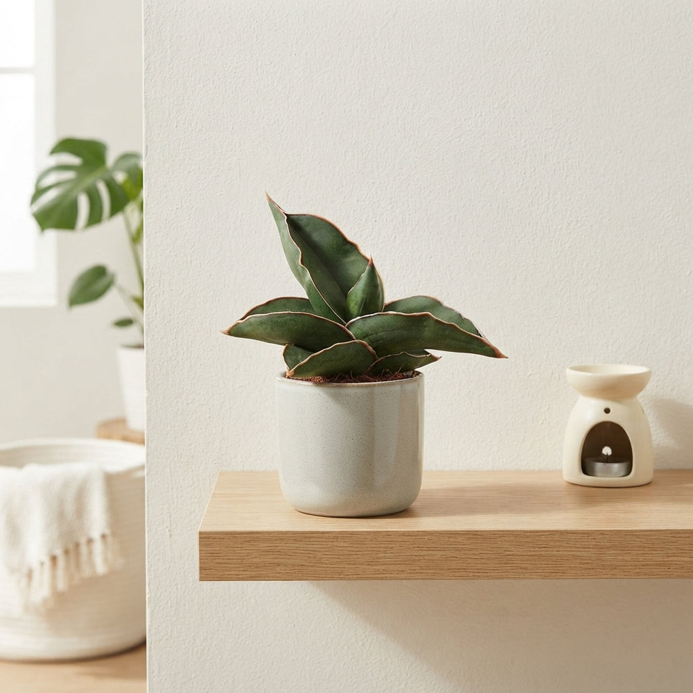 Samurai Snake Plant (Sansevieria) – 6cm Pot