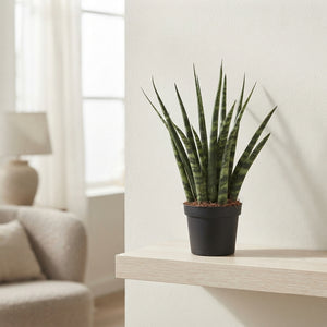 Sansevieria Fernwood Snake Plant – 9cm Pot