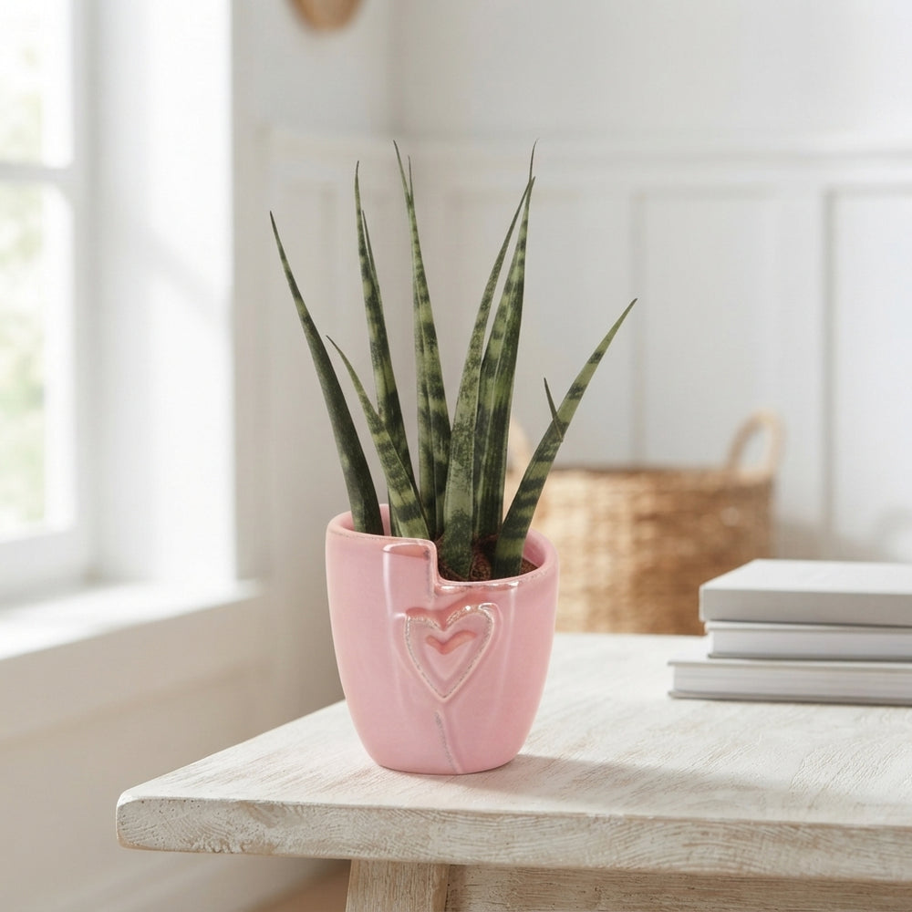 Mini Sansevieria Green Houseplant – 6cm Pot