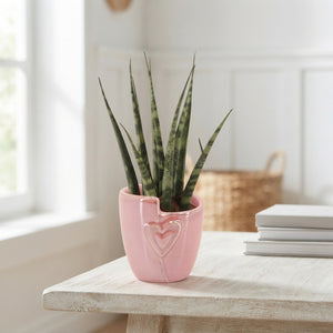 Mini Sansevieria Green Houseplant – 6cm Pot