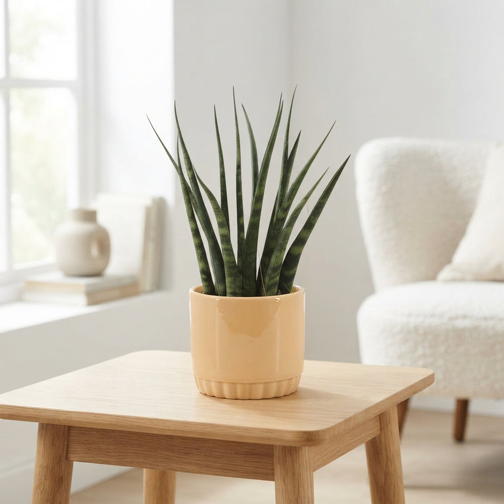 Sansevieria Fernwood ‘Lucy’ – 9cm Pot