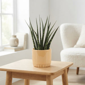 Sansevieria Fernwood ‘Lucy’ – 9cm Pot