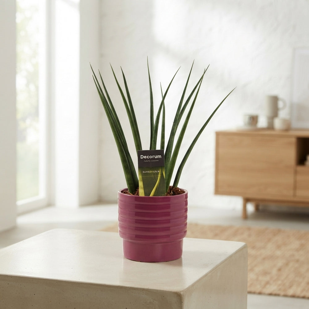 Sansevieria Fernwood ‘Naemi’ – 12cm Pot