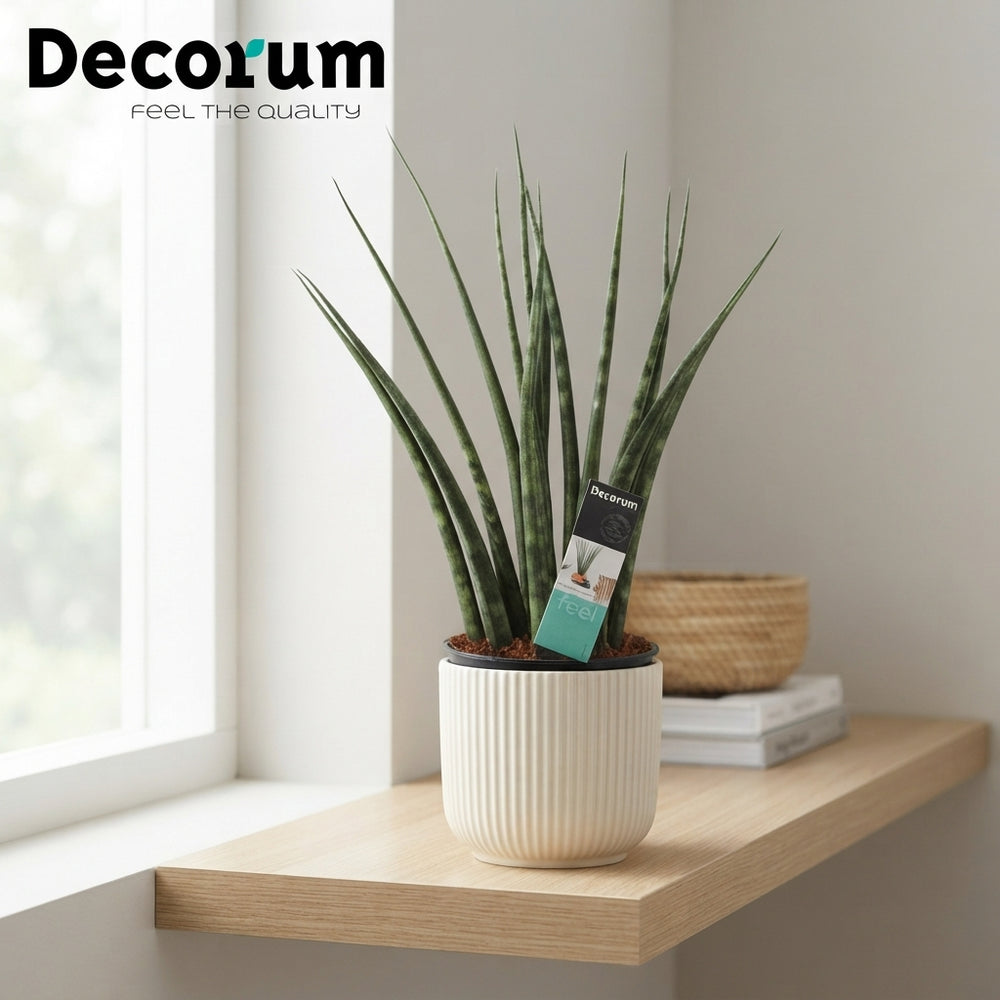 Mikado Snake Plant (Sansevieria) – 12cm Pot