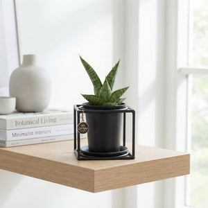 Mixed Sansevieria Houseplant Design – 10cm Pot