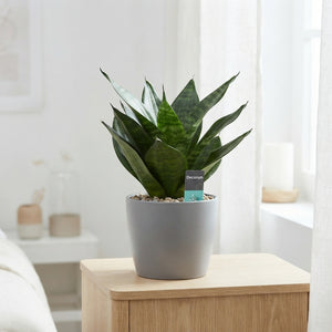 Mixed Sansevieria Houseplant – 9cm Pot