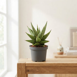 Sans Snow Lotus Crown Sansevieria – 9cm Pot
