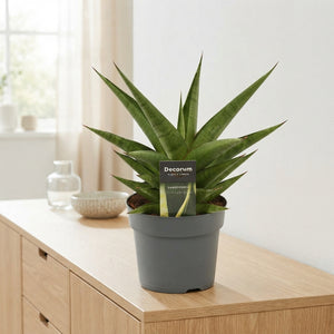 Sansevieria ‘Snow Lotus Crown’ – 14cm Pot
