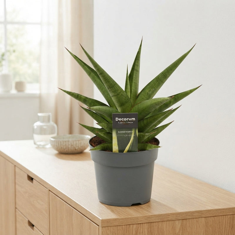 Sansevieria ‘Snow Lotus Crown’ – 14cm Pot