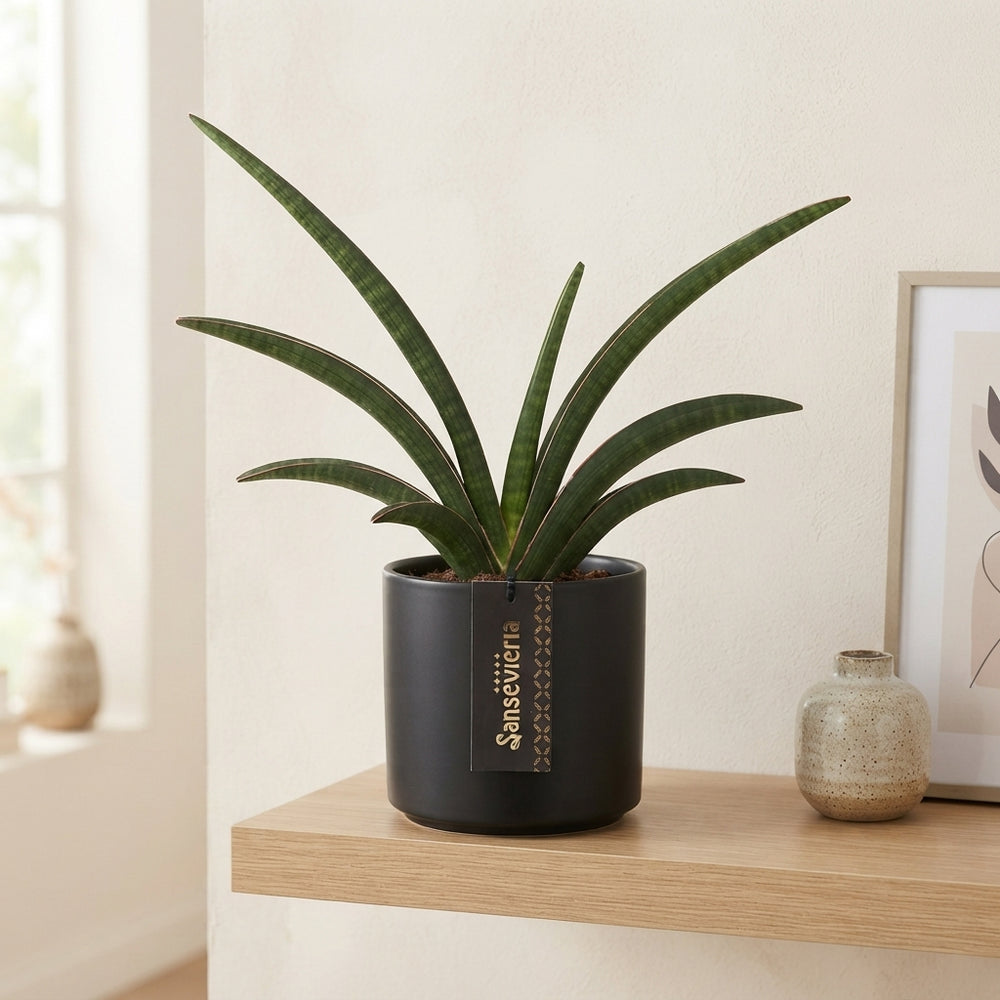 Sansevieria ‘Grand Gazelle’ – 12cm Pot, 50cm High