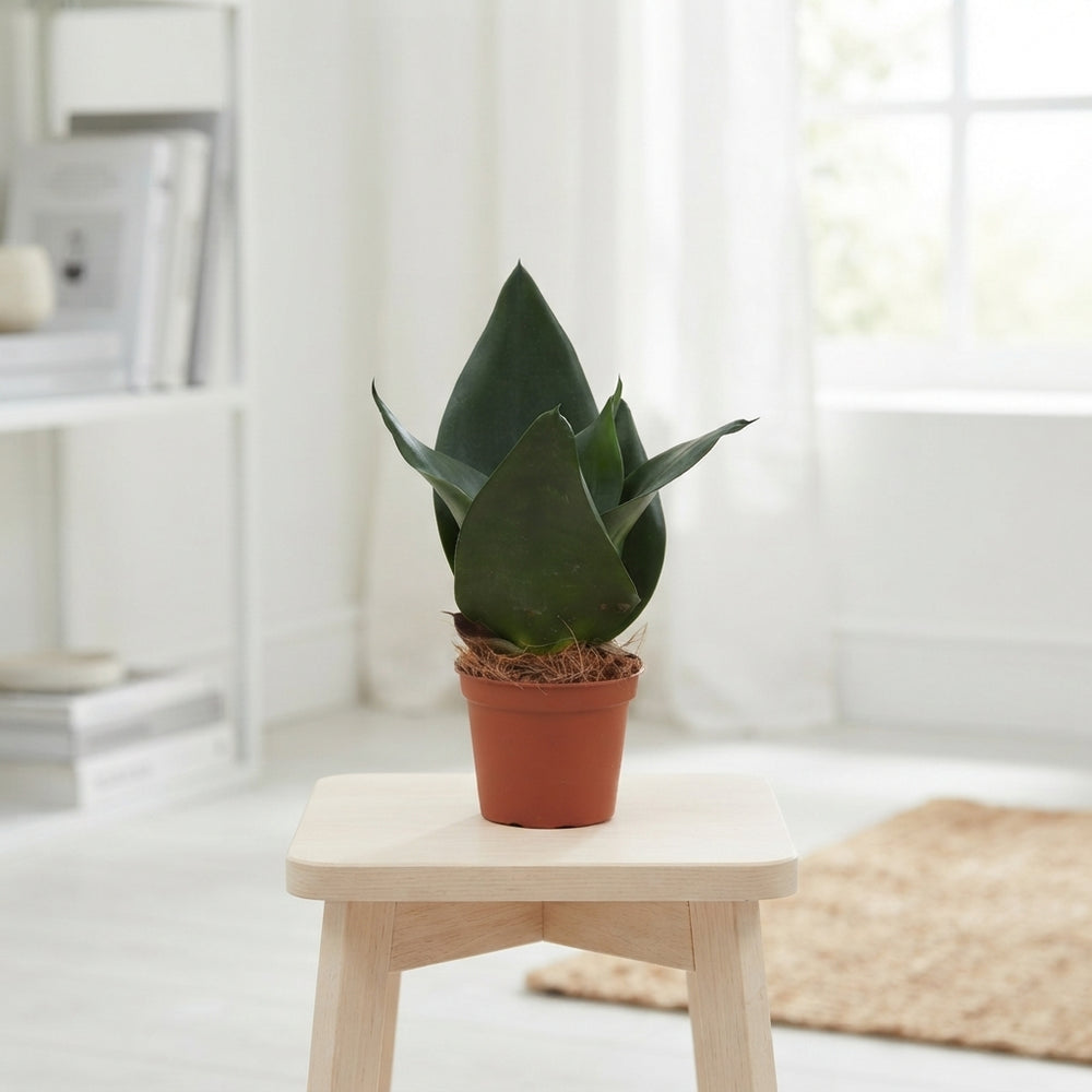Mixed Sansevieria Trifasciata – 6cm Pot