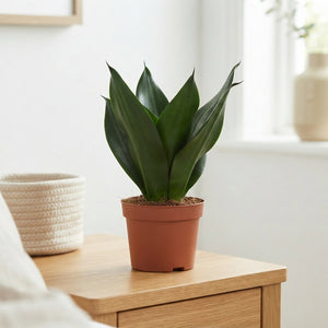 Mixed Sansevieria trifasciata – 9cm Pot