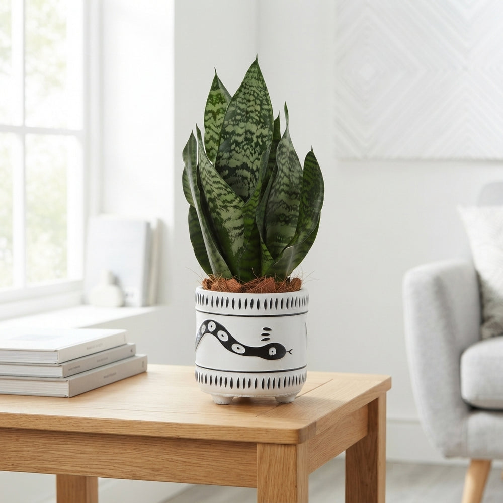 Snake Plant (Sansevieria trifasciata) – 14cm Pot
