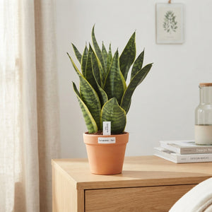 Mixed Sansevieria trifasciata – 14cm Pot, 40cm High