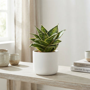 Sansevieria Hahnii ‘Superstar’ – 9cm Pot