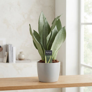 Sansevieria Moonshine – 14cm Pot, 50cm High