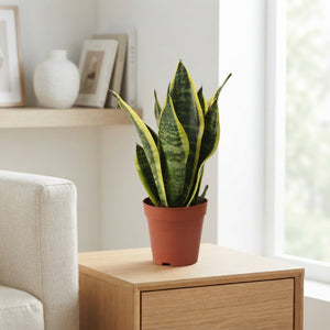 Sansevieria ‘Superba’ Snake Plant – 9cm Pot