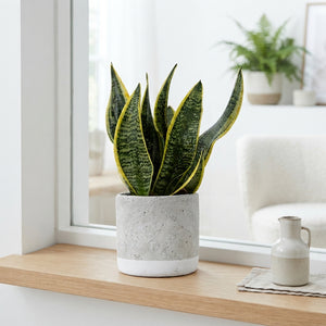 Sansevieria ‘Superba’ Laurentii – 12cm Pot