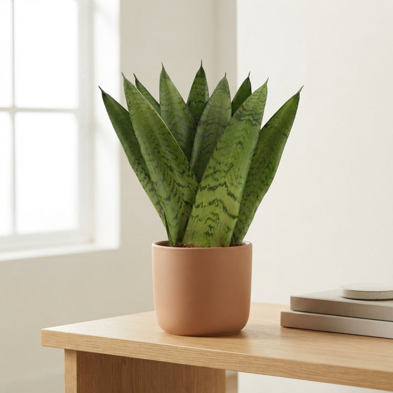 Sansevieria Zeylanica Fan – 9cm Pot, 25cm High