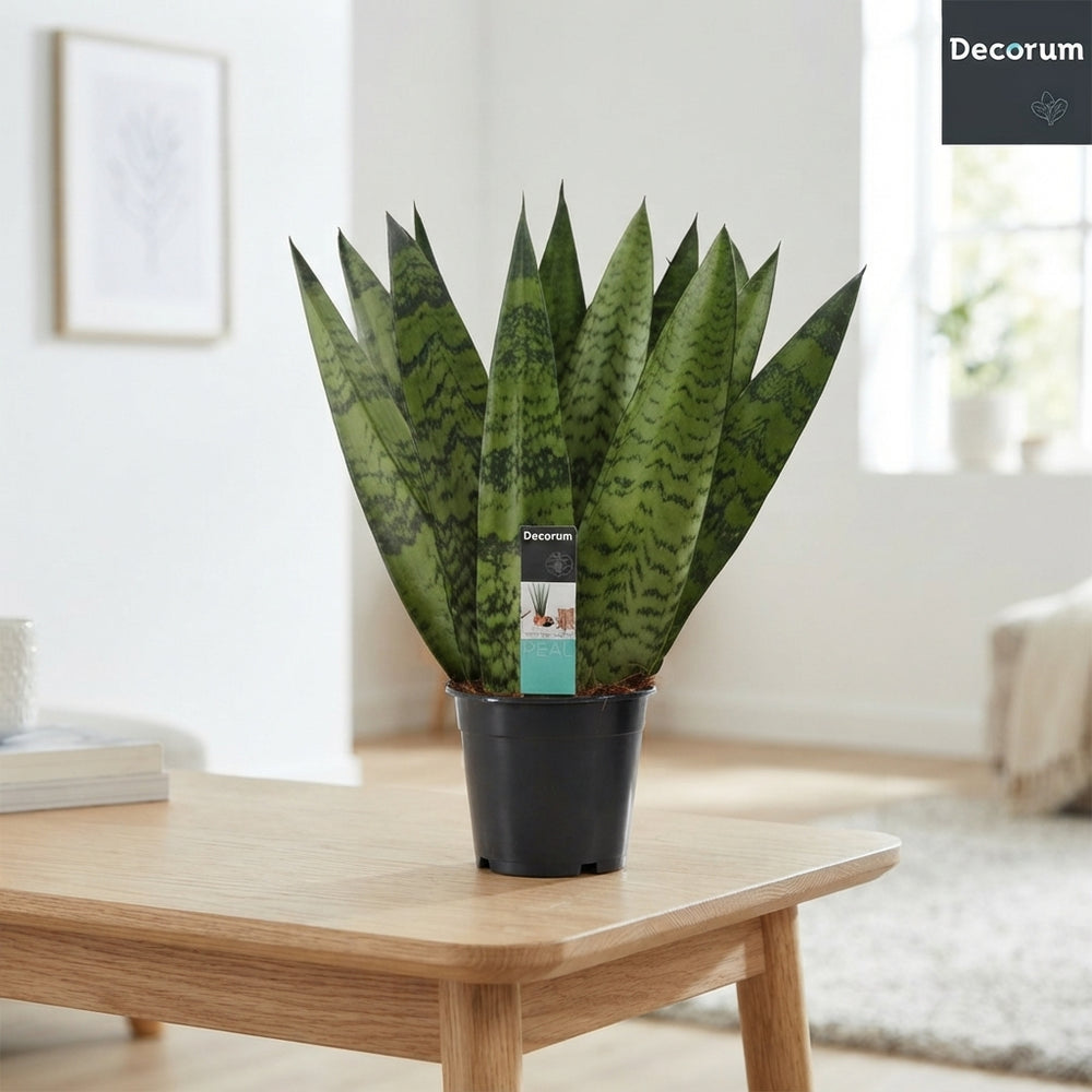 Sansevieria Zeylanica Fan – 12cm Pot
